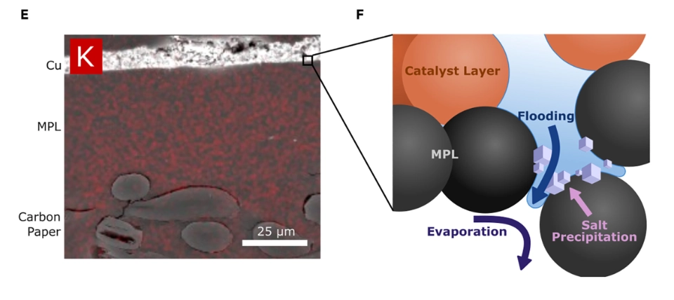 Microscopic analysis of the flooding mechanism in a Gas Diffusion Electrode (GDE): Left (E) is an SEM-EDX micrograph showing potassium deposition (red), and right (F) is a schematic explaining salt precipitation