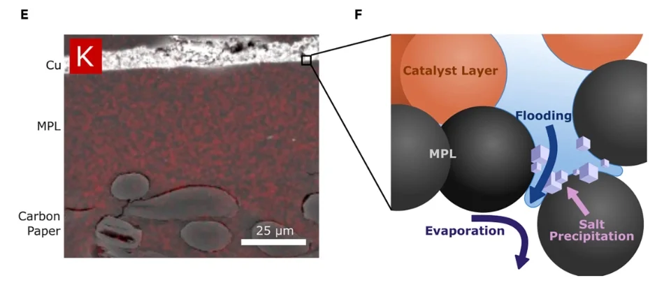 Microscopic analysis of the flooding mechanism in a Gas Diffusion Electrode (GDE): Left (E) is an SEM-EDX micrograph showing potassium deposition (red), and right (F) is a schematic explaining salt precipitation